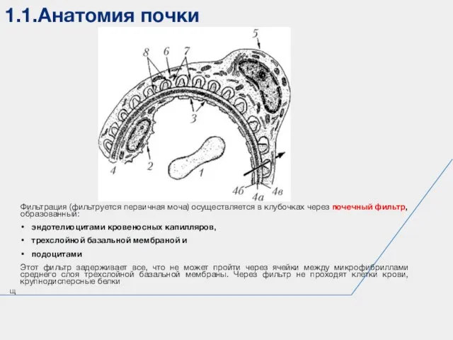 1.1.Анатомия почки щ Фильтрация (фильтруется первичная моча) осуществляется в клубочках через почечный