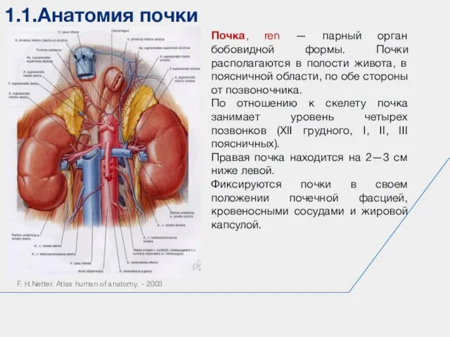 1.1.Анатомия почки F. H.Netter. Atlas human of anatomy. - 2003 Почка, ren