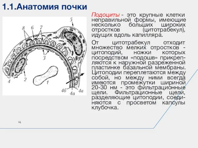 1.1.Анатомия почки щ Подоциты - это крупные клетки неправильной формы, имеющие несколько