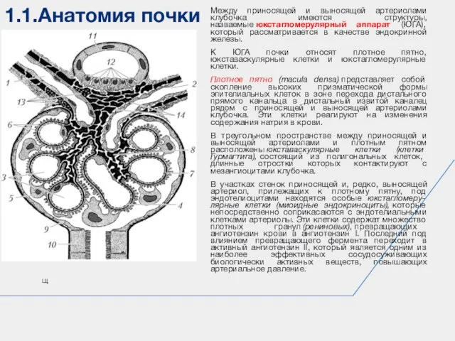 1.1.Анатомия почки щ Между приносящей и выносящей артериолами клубочка имеются структуры, назваемые