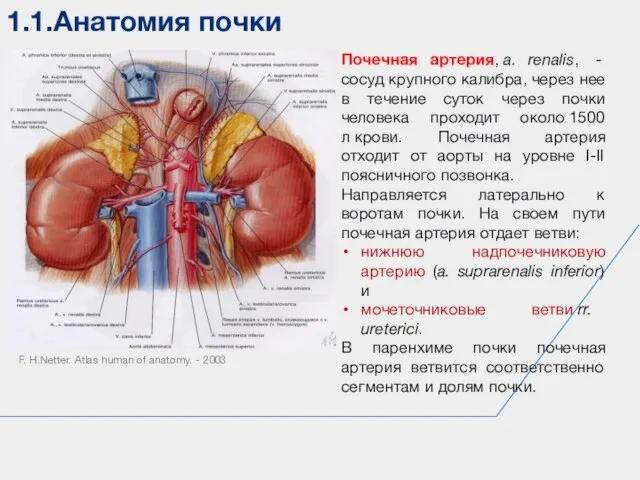1.1.Анатомия почки F. H.Netter. Atlas human of anatomy. - 2003 Почечная артерия,