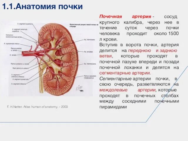 1.1.Анатомия почки F. H.Netter. Atlas human of anatomy. - 2003 Почечная артерия