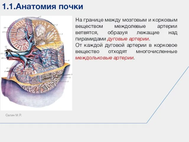 1.1.Анатомия почки Сапин М.Р. На границе между мозговым и корковым веществом междолевые