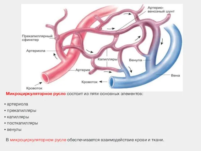 Микроциркуляторное русло состоит из пяти основных элементов: артериола прекапилляры капилляры посткапилляры венулы