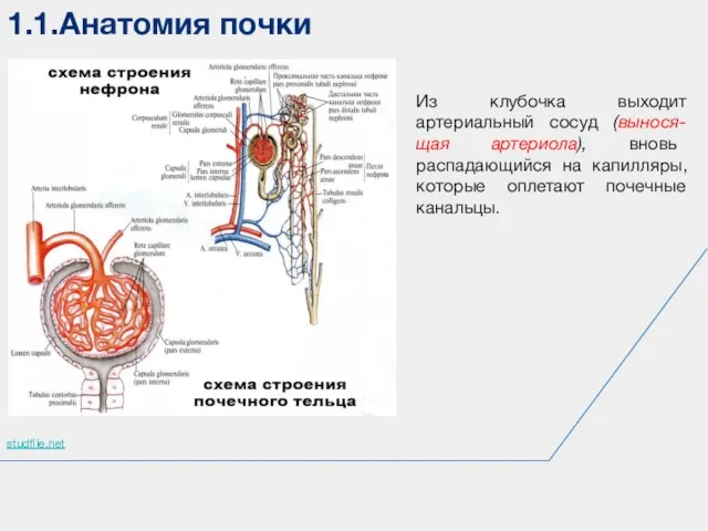 1.1.Анатомия почки studfile.net Из клубочка выходит артериальный сосуд (вынося-щая артериола), вновь распадающийся