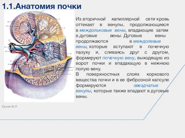 1.1.Анатомия почки Сапин М.Р. Из вторичной капиллярной сети кровь оттекает в венулы,