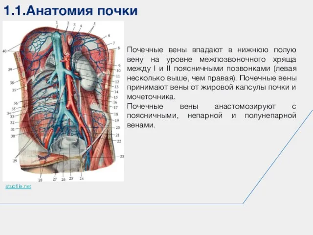 1.1.Анатомия почки studfile.net Почечные вены впадают в нижнюю полую вену на уровне