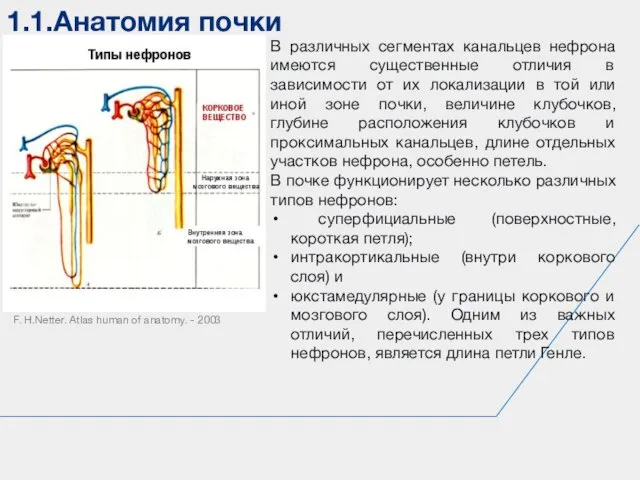 1.1.Анатомия почки F. H.Netter. Atlas human of anatomy. - 2003 В различных