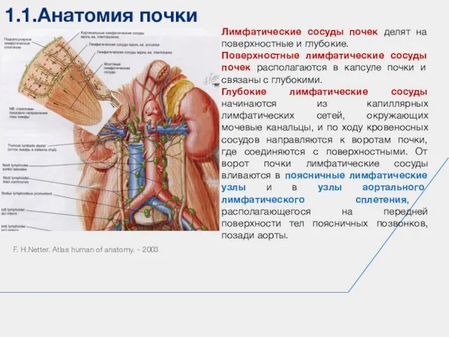 1.1.Анатомия почки F. H.Netter. Atlas human of anatomy. - 2003 Лимфатические сосуды