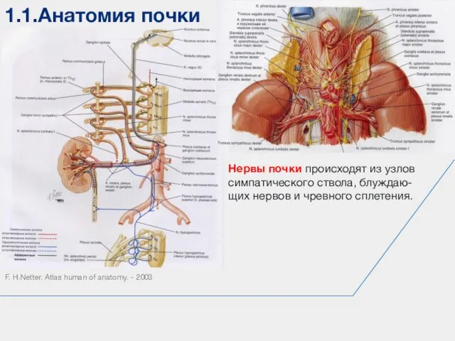 1.1.Анатомия почки F. H.Netter. Atlas human of anatomy. - 2003 Нервы почки