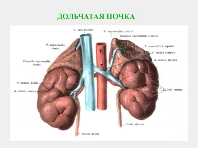 ДОЛЬЧАТАЯ ПОЧКА