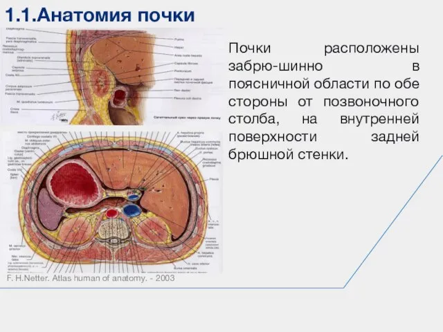 1.1.Анатомия почки F. H.Netter. Atlas human of anatomy. - 2003 Почки расположены