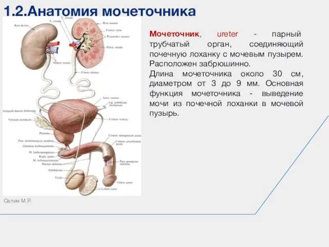 1.2.Анатомия мочеточника Сапин М.Р. Мочеточник, ureter - парный трубчатый орган, соединяющий почечную