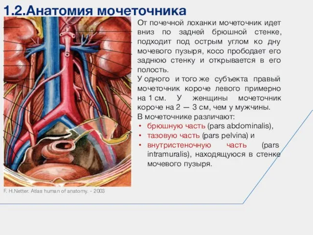 1.2.Анатомия мочеточника F. H.Netter. Atlas human of anatomy. - 2003 От почечной