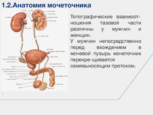 1.2.Анатомия мочеточника ч Топографические взаимоот-ношения тазовой части различны у мужчин и женщин.