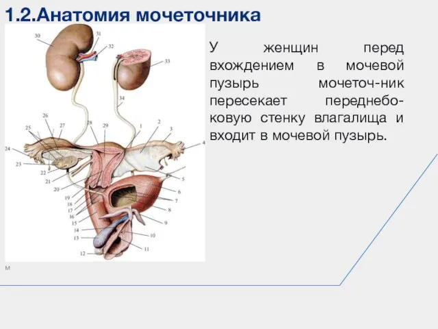 1.2.Анатомия мочеточника м У женщин перед вхождением в мочевой пузырь мочеточ-ник пересекает