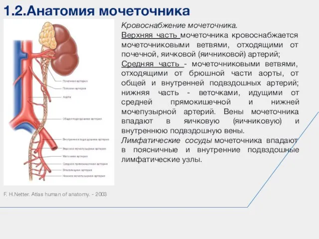 1.2.Анатомия мочеточника F. H.Netter. Atlas human of anatomy. - 2003 Кровоснабжение мочеточника.