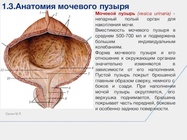 1.3.Анатомия мочевого пузыря Сапин М.Р. Мочевой пузырь (vesica urinaria) - непарный полый