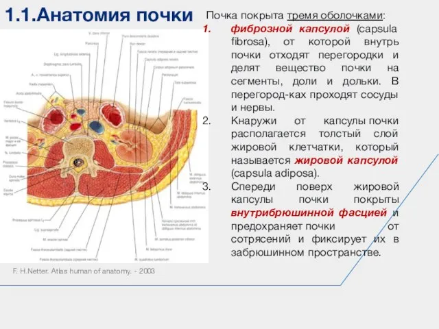 1.1.Анатомия почки F. H.Netter. Atlas human of anatomy. - 2003 Почка покрыта