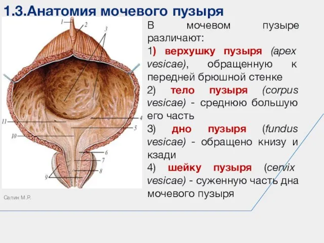 1.3.Анатомия мочевого пузыря Сапин М.Р. В мочевом пузыре различают: 1) верхушку пузыря