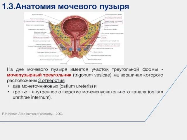 1.3.Анатомия мочевого пузыря F. H.Netter. Atlas human of anatomy. - 2003 На