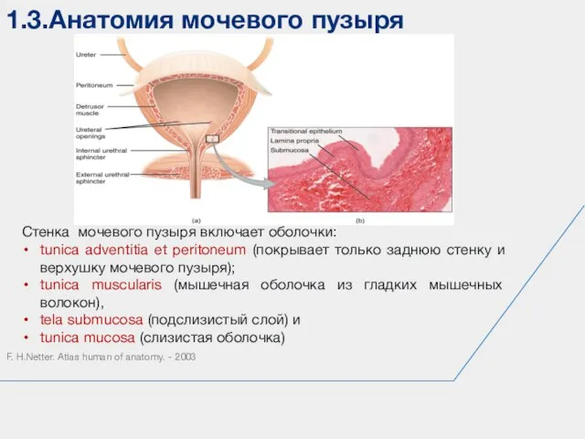 1.3.Анатомия мочевого пузыря F. H.Netter. Atlas human of anatomy. - 2003 Стенка