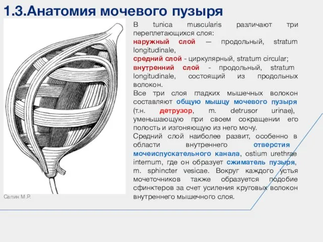 1.3.Анатомия мочевого пузыря Сапин М.Р. В tunica muscularis различают три переплетающихся слоя: