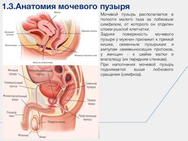 1.3.Анатомия мочевого пузыря Сапин М.Р. Мочевой пузырь располагается в полости малого таза