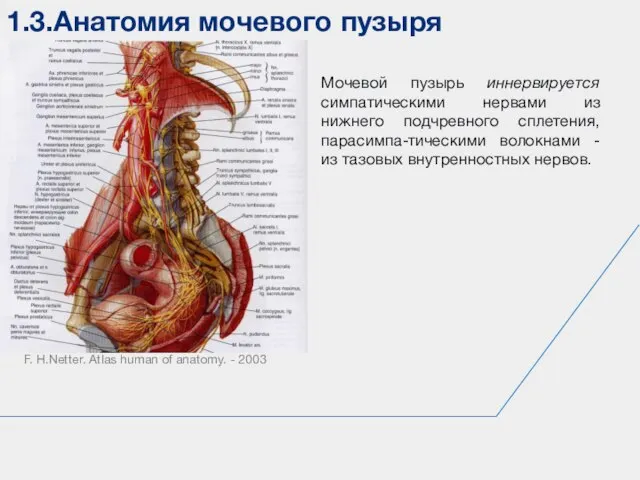 1.3.Анатомия мочевого пузыря F. H.Netter. Atlas human of anatomy. - 2003 Мочевой