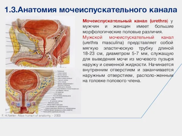1.3.Анатомия мочеиспускательного канала F. H.Netter. Atlas human of anatomy. - 2003 Мочеиспускательный