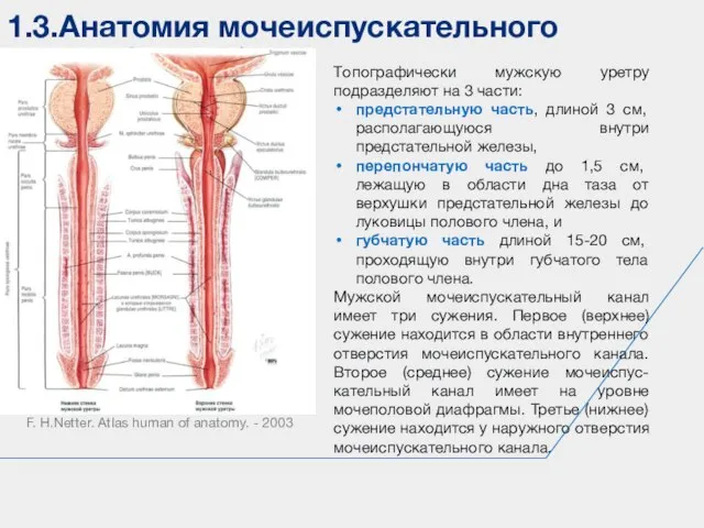 1.3.Анатомия мочеиспускательного канала (urethra) F. H.Netter. Atlas human of anatomy. - 2003