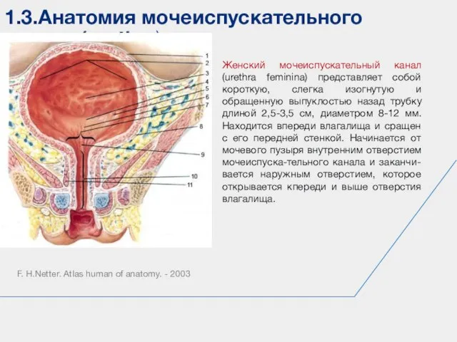 1.3.Анатомия мочеиспускательного канала (urethra) F. H.Netter. Atlas human of anatomy. - 2003