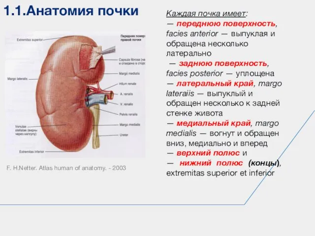 1.1.Анатомия почки F. H.Netter. Atlas human of anatomy. - 2003 Каждая почка