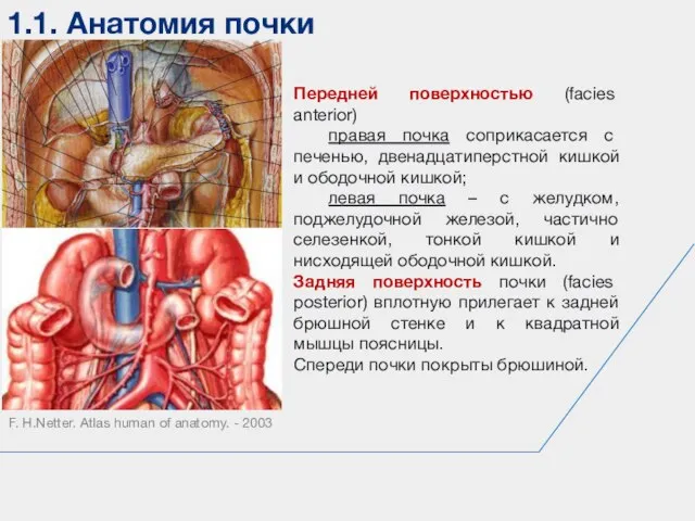 1.1. Анатомия почки F. H.Netter. Atlas human of anatomy. - 2003 Передней