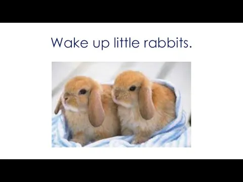 Wake up little rabbits.