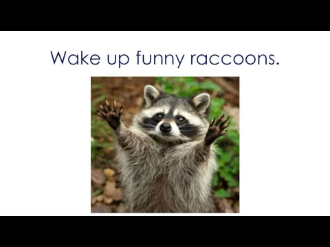 Wake up funny raccoons.
