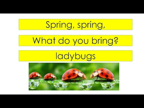 Spring, spring, What do you bring? ladybugs