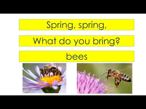 Spring, spring, What do you bring? bees