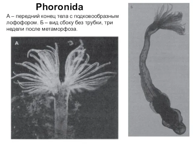 Phoronida А – передний конец тела с подковообразным лофофором. Б – вид