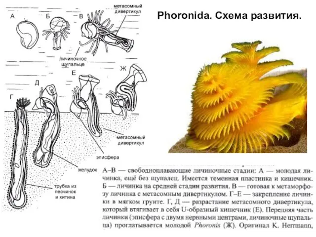 Phoronida. Схема развития.