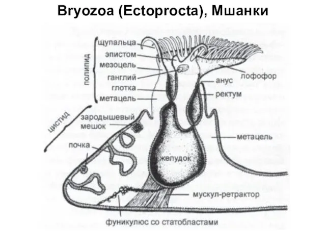 Bryozoa (Ectoprocta), Мшанки