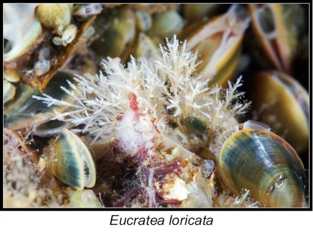 Eucratea loricata