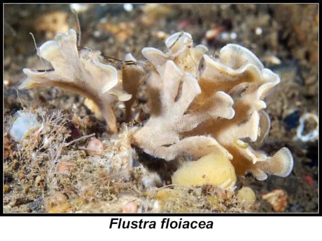 Flustra floiacea