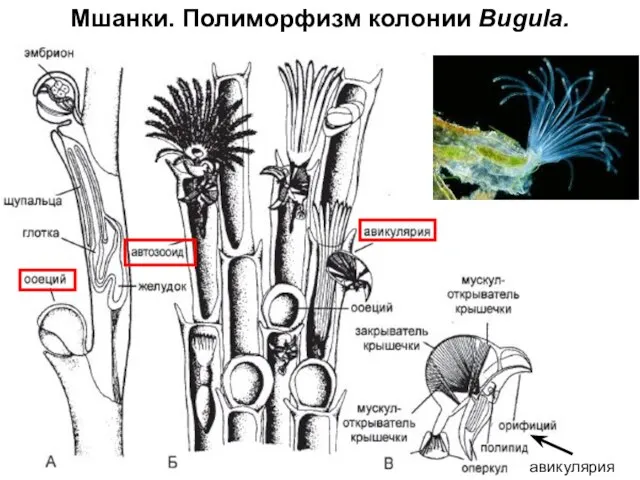 Мшанки. Полиморфизм колонии Bugula. авикулярия