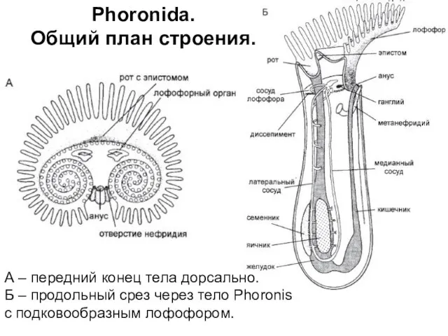 Phoronida. Общий план строения. А – передний конец тела дорсально. Б –