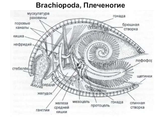 Brachiopoda, Плеченогие
