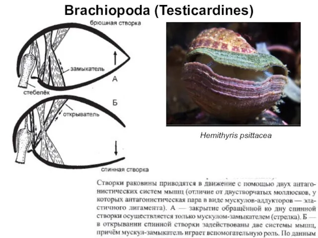 Brachiopoda (Testicardines) Hemithyris psittacea