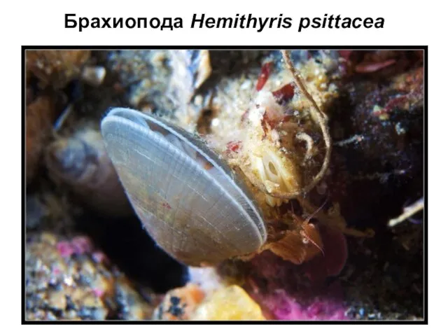 Брахиопода Hemithyris psittacea