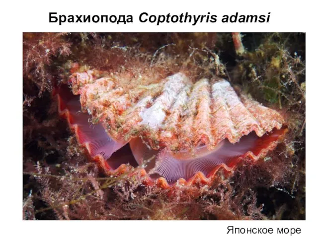 Брахиопода Coptothyris adamsi Японское море