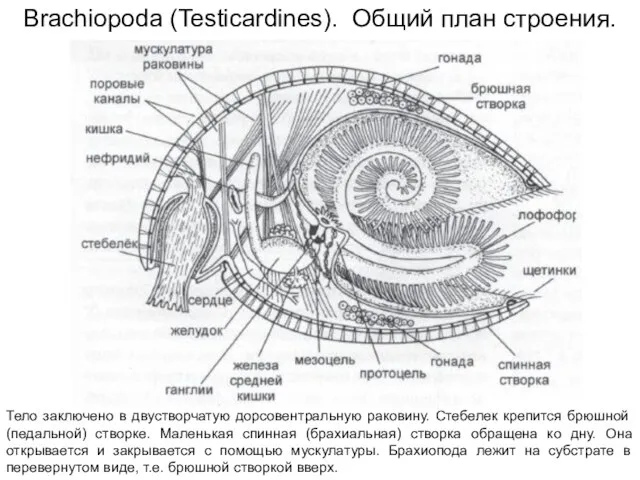 Brachiopoda (Testicardines). Общий план строения. Тело заключено в двустворчатую дорсовентральную раковину. Стебелек